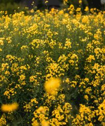 Nærbilde av gule blomster i blomstereng
